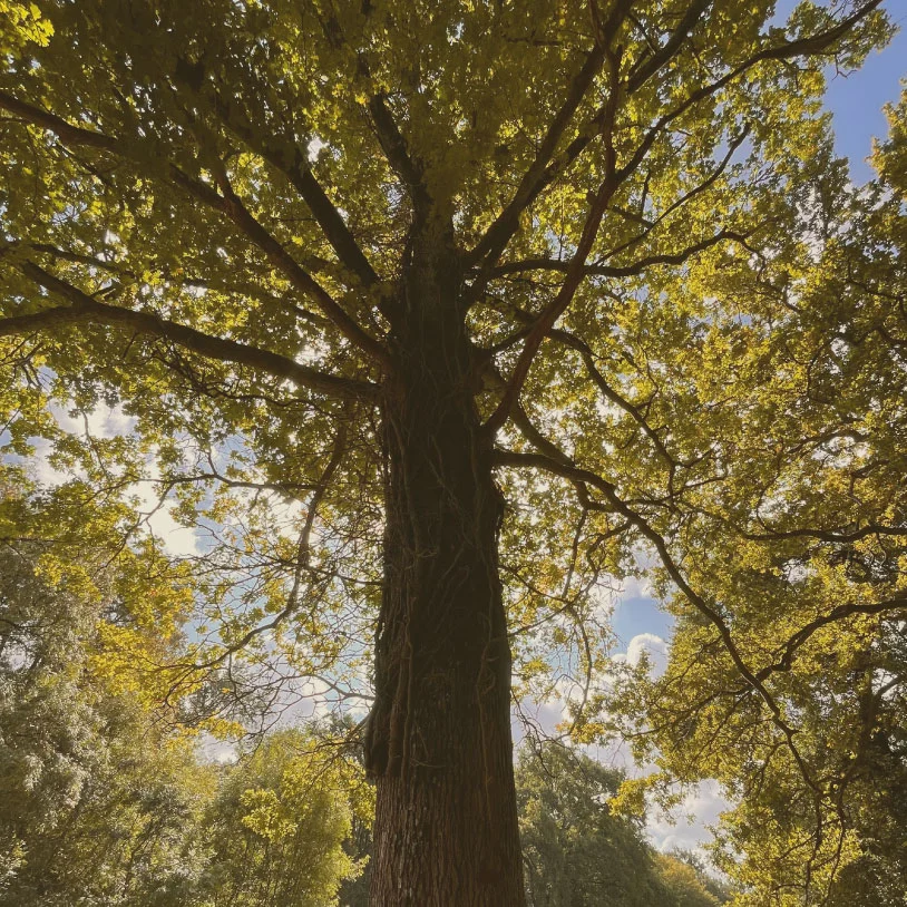 Protection espace forestier en Nouvelle-Aquitaine
