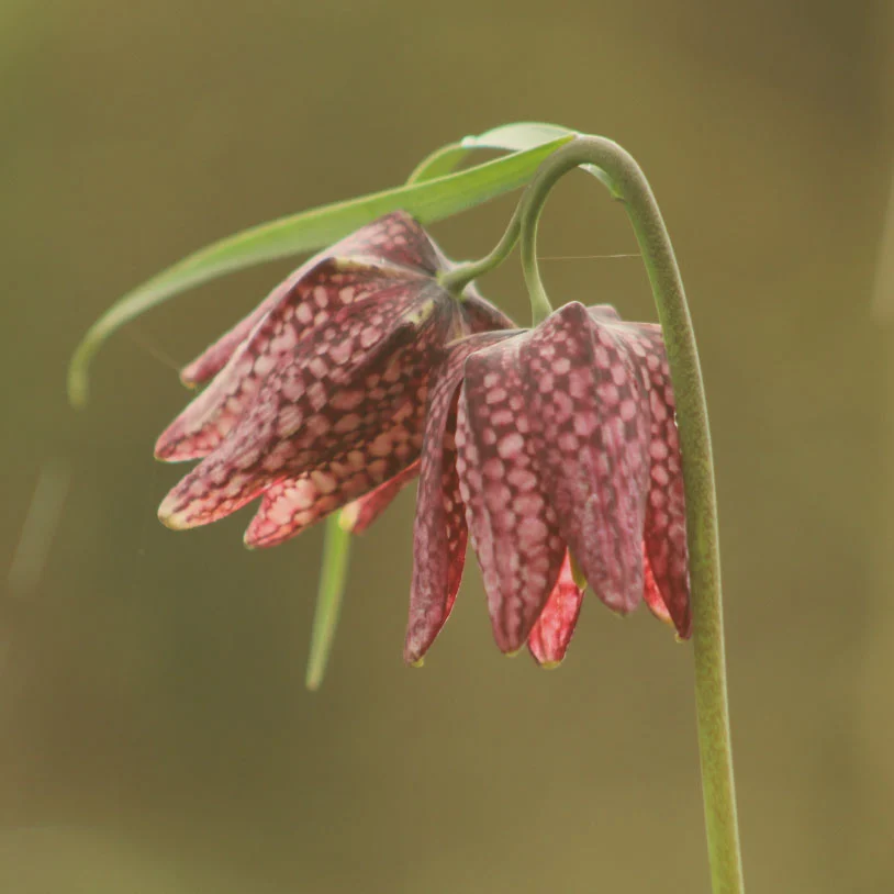 Environnement floral en Gironde